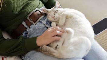 Nunca fue por amor: revelan los verdaderos motivos por los que a tu gato le encanta dormir contigo