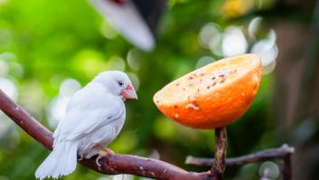 Piden a los jardineros espolvorear este polvo en el jardín en octubre