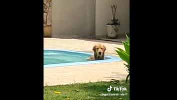 Sorpresa al llegar a casa y ver lo que hace su Golden Retriever: "¡No puedo creer lo que estoy viendo!"