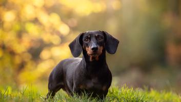 Los perros salchicha tienen una cita en Sevilla: así es la 'salchiquedada' en La Vespa