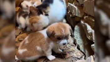 Una mamá gato adopta a un perro cachorro abandonado y lo trata como a un gato más