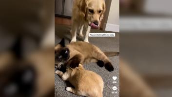 Una Golden retriever se queda sin fuerzas para cuidar de su cachorro y un gato toma el mando para conquistar millones de corazones