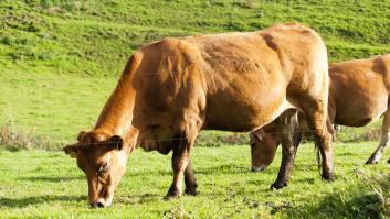 La exquisita carne de vaca rubia gallega se instala en Marruecos