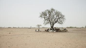 África reta a China y propone "levantar" la Gran Muralla Verde de 8.000 kilómetros