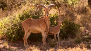 Marruecos ordena soltar tres animales para salvar su desierto