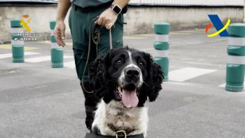 Condecoran al perro español con mejor olfato por hallar más de 800 kilos de cocaína