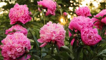 Si olvidas realizar este trabajo de jardinería en octubre es probable que tus peonías no den flor el año que viene