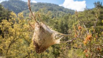 La región española que recurre a drones para afrontar la plaga mortal de marzo para perros y niños