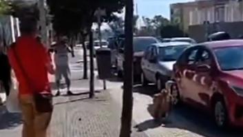 El peligroso animal que ha sorprendido a los vecinos en pleno centro de Huelva