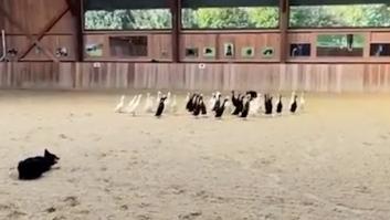 El increíble trabajo que hacen estos Border Collies enamora al mundo