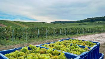 Ordenan arrancar el viñedo español que da el vino más caro del mundo