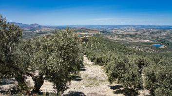 Un megaproyecto manda a la ruina a 100 agricultores y a sus 100.000 olivos