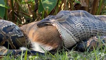 Asusta ver a esta gigantesca serpiente devorando ciervos: “Había abierto su boca hasta el límite”