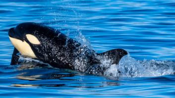 Una ballena muestra signos de que la Tierra se acerca peligrosamente al Día del Juicio Final