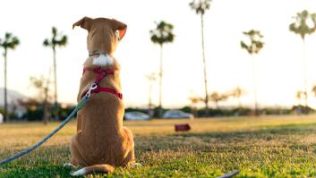 Un cuidador saca a pasear al perro durante las vacaciones de los dueños y el final es devastador