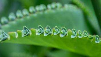 Adiós al aloe vera: una planta destrona al rey de las propiedades curativas