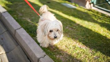 Esta es la ciudad en la que si no sacas a tu perro al menos 3 veces al día te multarán con hasta 500 euros