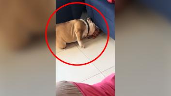 Un perro pierde su juguete favorito y su ímpetu rompe todas las barreras