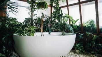 La planta que debes colocar ya mismo en tu baño si tienes humedades