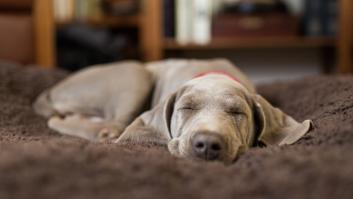 El truco de una veterinaria para que tu perro duerma del tirón toda la noche