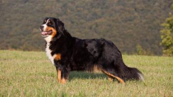 Acude al veterinario y encuentra calcetines, cintas de pelo y otros objetos para no creer en el estómago de su perro