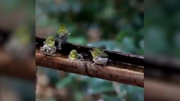 La hora del baño de estos pajaritos es lo más tierno que vas a ver hoy