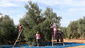 Emerge un país que amenaza con destronar a España con el aceite de oliva