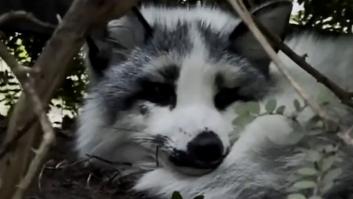 Desconcierto entre los padres ante el animal muy especial sentado en un parque infantil: "Creo que es..."