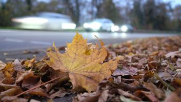 Advierten a todos los jardineros que retiran las hojas caídas de los árboles en noviembre