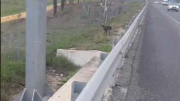 Se encuentra una oveja en medio de la autopista y la que lía es para verlo