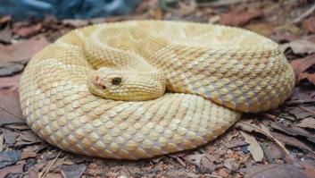 La inaccesible isla plagada de cobras que lleva a todo ser humano a la muerte