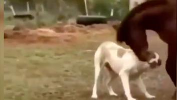 La amistad entre este caballo y este perro será lo más tierno que verás hoy