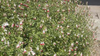 Los expertos piden que dejes esta planta en paz durante la poda en otoño: la primavera revelará toda su belleza