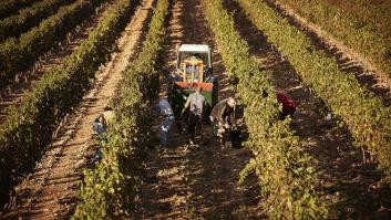 España presume de la comarca de mayor producción de la fruta que es gasolina para el cerebro