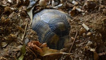 Lo que deben hacer todos los dueños de tortugas para preparar la hibernación obligatoria en invierno