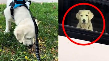 Saca a uno de sus Golden Retriever mientras el otro mira por la ventana: el drama está servido