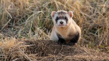 Hito científico al nacer por primera vez dos crías de un animal clonado y en serio peligro de desaparición