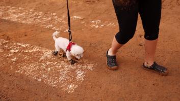 Los veterinarios alertan sobre el 'barro mortal' para las mascotas que surge tras las inundaciones en Valencia