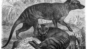 Un tigre extinto hace más de 100 años está a punto de revivir gracias a la ciencia