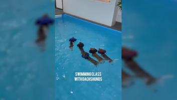 Luz verde al primer crucero para perros del mundo: tienen peluquería, masajes y piscina