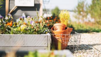 Muchos descartan a la 'planta de la bendición' para decorar su jardín