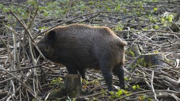 El grupo de arqueros españoles pionero en Europa que da caza a una especie transmisora de enfermedades a los humanos