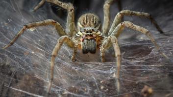 Encuentran la milenaria araña trampera gigante más grande del país y posiblemente del mundo