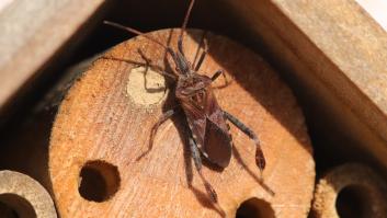 La fórmula para acabar con la chinche americana que puede causar un gran daño a tu hogar este otoño