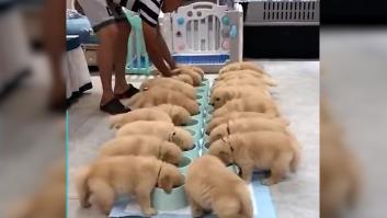 Cuida y da de comer a decenas de cachorros de Golden Retriever: "Tiene el mejor trabajo del mundo"