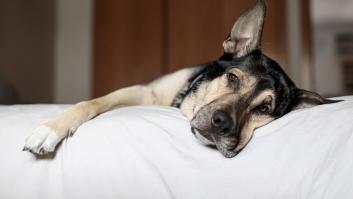 Un veterinario revela las señales que indican que a nuestro perro le queda poco tiempo de vida