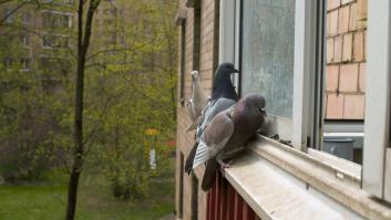 Un experto revela por qué los pájaros picotean tu ventana en noviembre: puede que tengan algo para ti