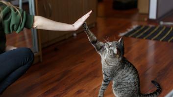 Cuidado con lo que dices delante de tu gato: un nuevo estudio demuestra que entienden más de lo que creemos