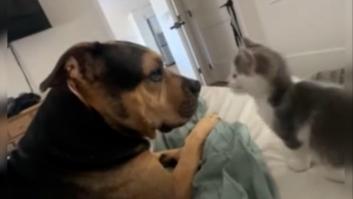 La relación de amor entre un perro y un gato que rompe todos los clichés