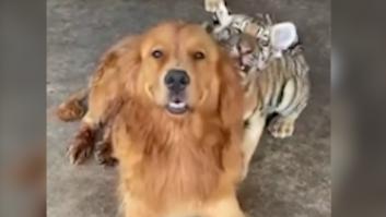 Esta Golden Retriever se convierte en madre de unos cachorros huérfanos muy inusuales